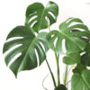 004 Passion Jungle Fragrance