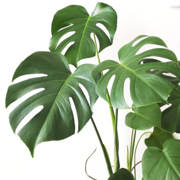 004 Passion Jungle Fragrance