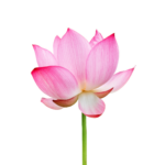 Productos - (11) 006 Flowers Forever Fragrance