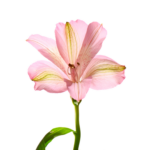 007 Risky Love Fragrance