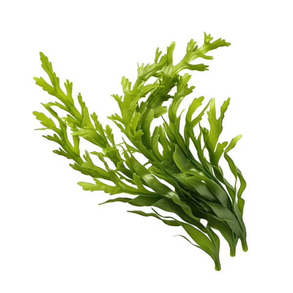 Productos - (18) 011 Fantasy Day Fragrance