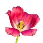 Productos - (19) 012 Paris Fashion Fragrance