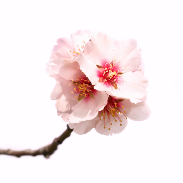 Productos - (20) 013 Hello Cute Fragrance