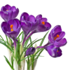 016 Sweet Violets Fragrance