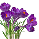 Productos - (23) 016 Sweet Violets Fragrance