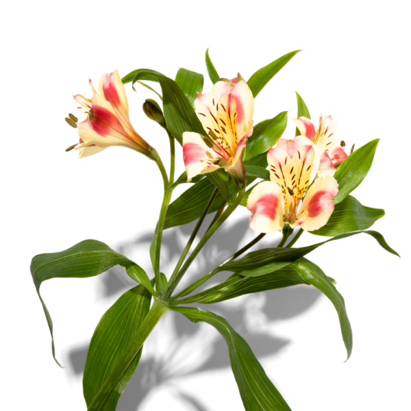 maiden beauty flores 002 Maiden Beauty Fragrance