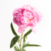 Flor Pivoine - Perfumes 50ml