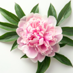 003 Perfect Petal Fragrance